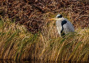 De Blauwe Reiger Ardea cinerea