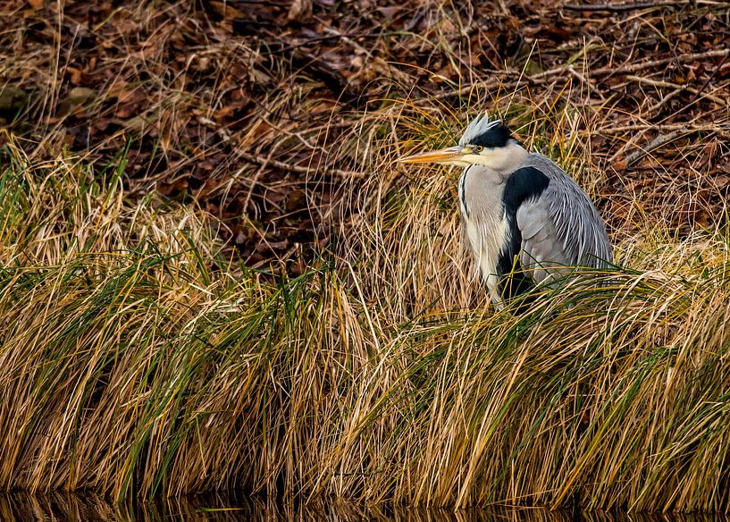 The Blue heron, Ardea cinerea by Rob Smit