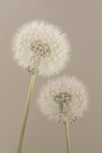 Einfachheit in ländlicher Atmosphäre: Gemeinsam bis zum Abwinken