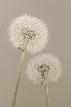 Einfachheit in ländlicher Atmosphäre: Gemeinsam bis zum Abwinken