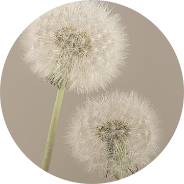 Eenvoud in een landelijke sfeer: Samen tot we uitgeblazen zijn van Marjolijn van den Berg