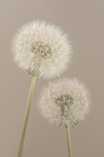 Eenvoud in een landelijke sfeer: Samen tot we uitgeblazen zijn