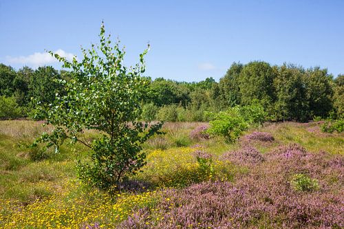 Duhner Heath by Torsten Krüger