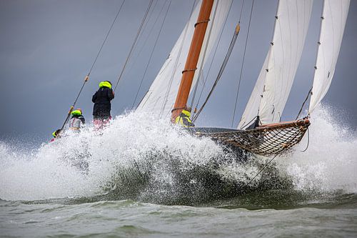 Lemsteraak in action