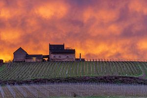 Weinberg der Apostelhoeve in Maastricht bei einem farbenprächtigen Sonnenuntergang von Kim Willems