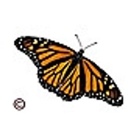 Monarch C. Profilfoto