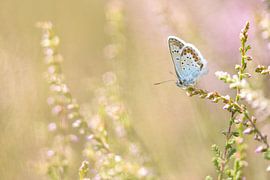 heather blue by Tara Kiers