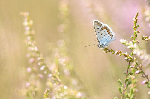 heideblauwtje