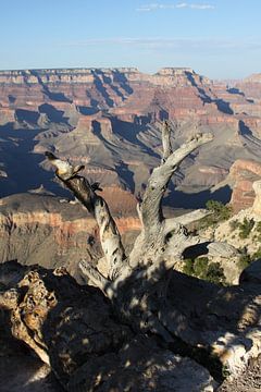 Grand Canyon dorre boom in gouden uur van Wijgert IJlst