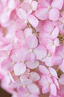 Touche de rose | Hortensia rose