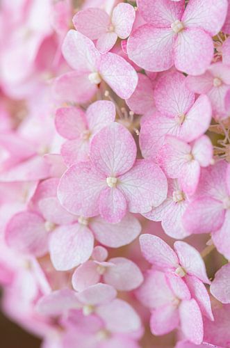 Touch of pink | Pink hydrangea