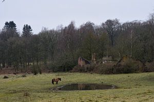 Bauernhofruine mit Pferd
