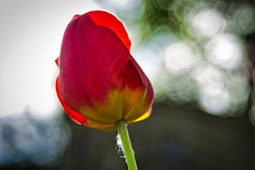 Tulpe im Gegenlicht mit Bokeh