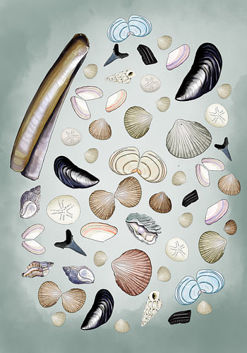 Schelpen van het Zeeuwse Strand van Debbie van Eck