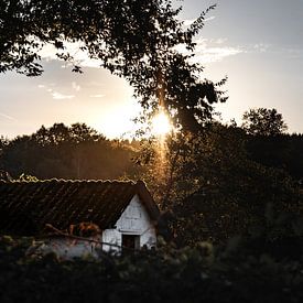Beschaduwde Sereniteit: huisje onder Boom's Zachte Bescherming van AVP Stock