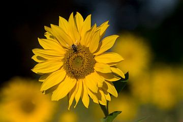 Zonnebloem van Ronald Wilfred Jansen