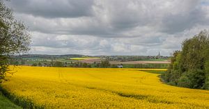 Koolzaadvelden bij Mamelis in Zuid-Limburg