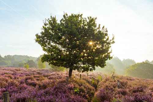 Posbank, Nederland