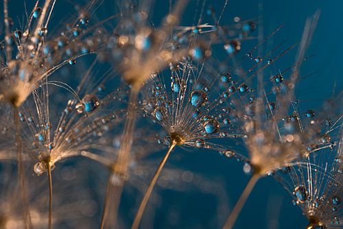 Druppels op een pluizenbol met blauwe achtergrond van Marjolijn van den Berg