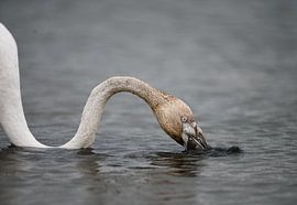 Flamingo in der Camargue von Isabell Lehmann