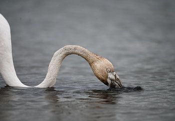 Flamingo in der Camargue