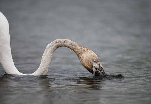 Flamingo in der Camargue