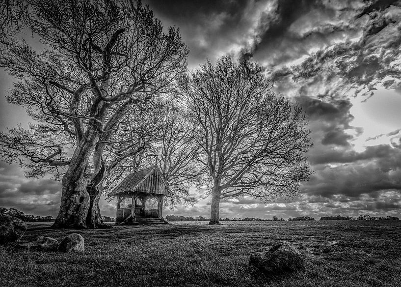 Arbre Kroeze Noir et blanc par Freddy Hoevers