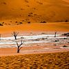 Bäume im Sossusvlei von Peter Relyveld
