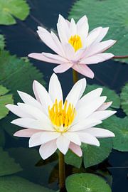 Waterlelies op Bali von Willem Vernes