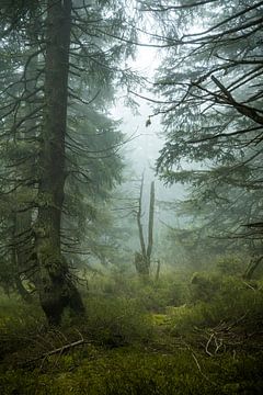 Ambiance de brouillard mystique dans la forêt d'épicéas de montagne 3 sur Holger Spieker