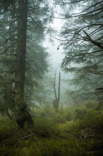 Mystieke nevelsfeer in het bergsparrenbos 3