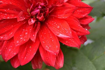 A flower in the garden after the rain by Claude Laprise