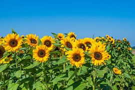 Sonnenblumen bei strahlend blauem Himmel von Jan Poppe