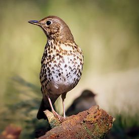 Song Thrush by Ronny Struyf