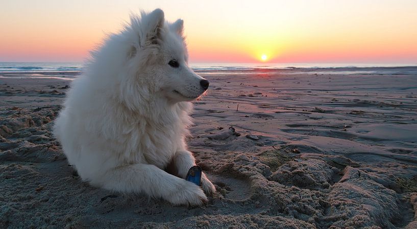 Samoyed by Bo Valentino