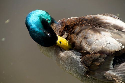 eendenkop staat er verlicht gekleurd door zonlicht op