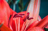 Red flower