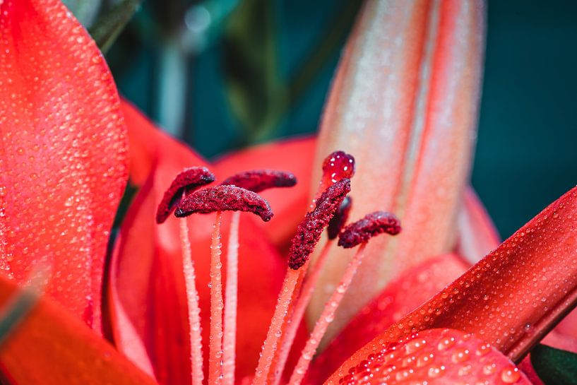 Rote Blume von Nathan Okkerse