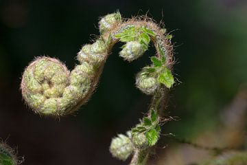 Lente by Gino Husson