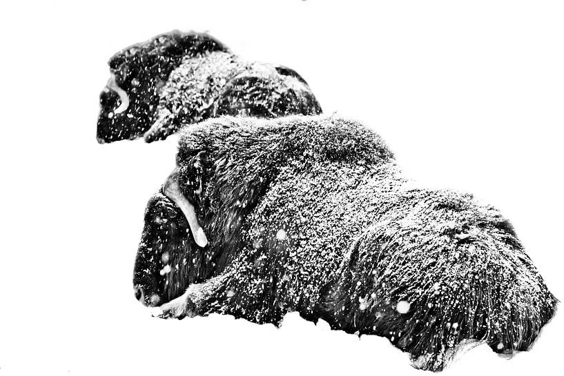 Powerful hairy musk oxen von Michael Semenov