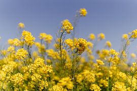 Rapeseed by Myrthe Vlasveld