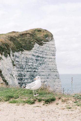 Seagull on the cliffs in Étretat in Normandy France by Milou van Ham