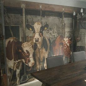 Klantfoto: Koeien in oude koeienstal van Inge Jansen, als behang