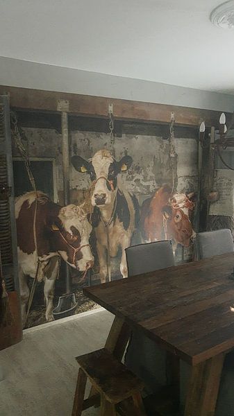Kundenfoto: Kühe im alten Kuhstall von Inge Jansen, auf Fototapete