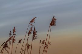 riet op een winterochtend sur Syl via