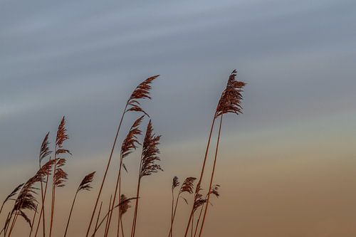 riet op een winterochtend