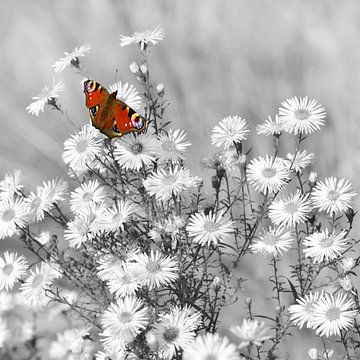 Pauw vlinder van Violetta Honkisz