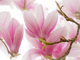 Magnolia rose serein sur Willemijn Wolthaus