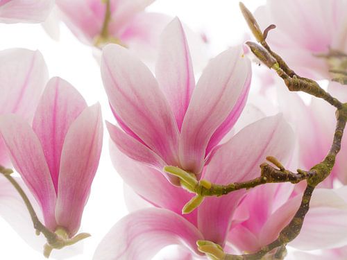 Gelassene rosa Magnolie