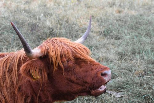 Schotse Hooglander liggend in het gras